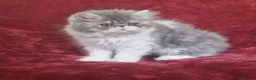 Exotic cats for sale: Stunning exotic/persian kittens - Advert 6