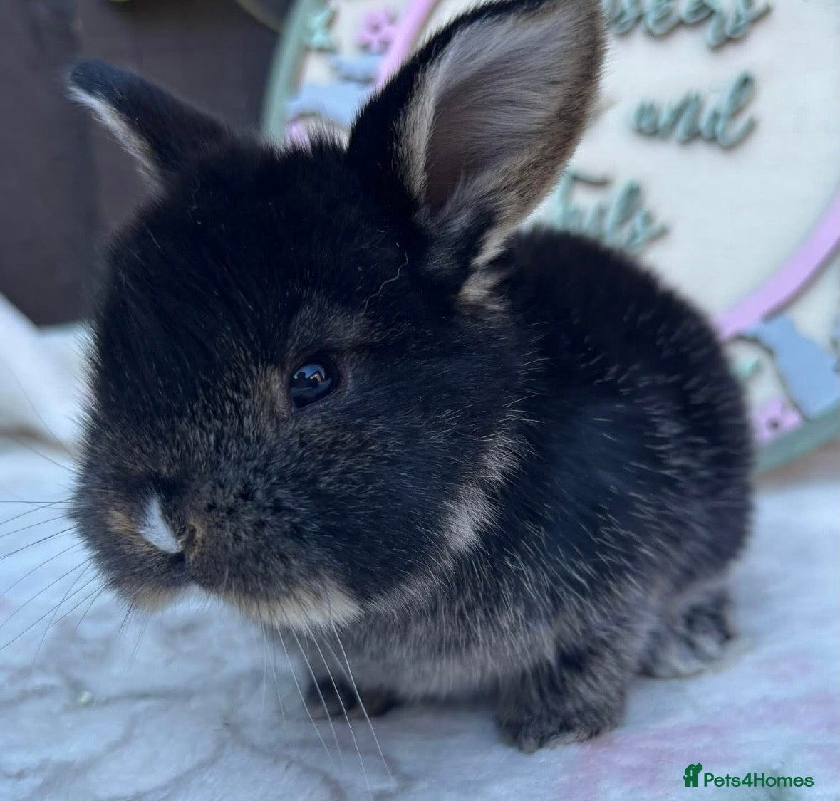 Mini Lop rabbits Mini Lops - Advert 13
