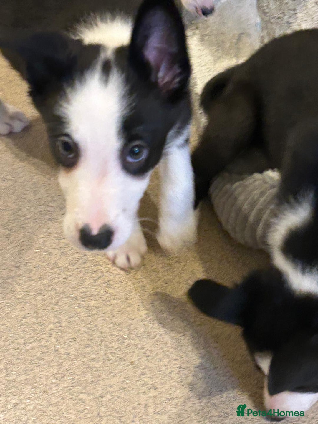 Border Collie dogs for sale: Gorgeous border collie puppies - Advert 10