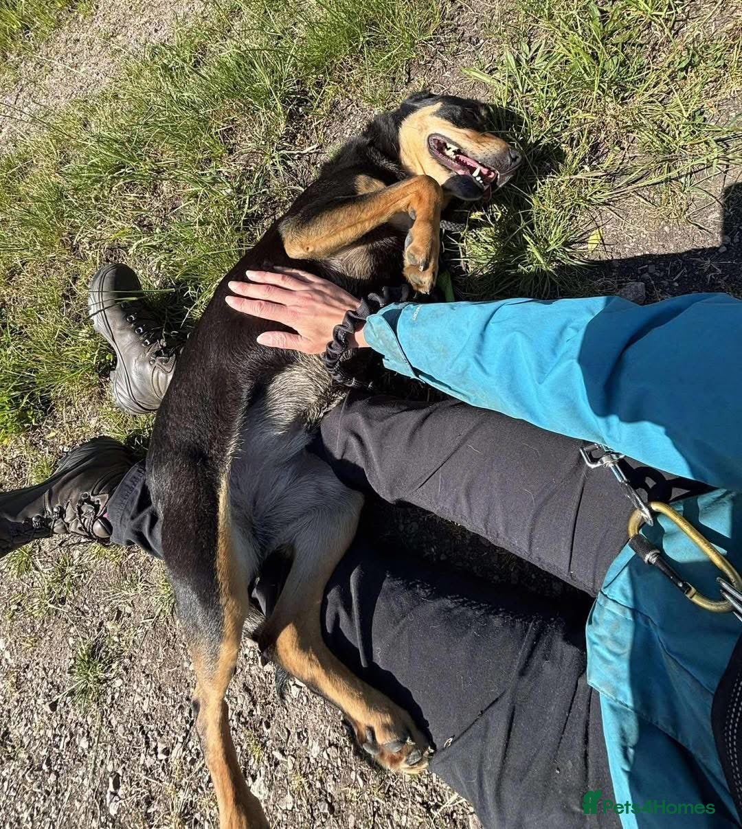 Mixed Breed dogs for adoption: Miss Maddy - 999 days in kennels 💔💔💔 in Caldicot - Advert 28