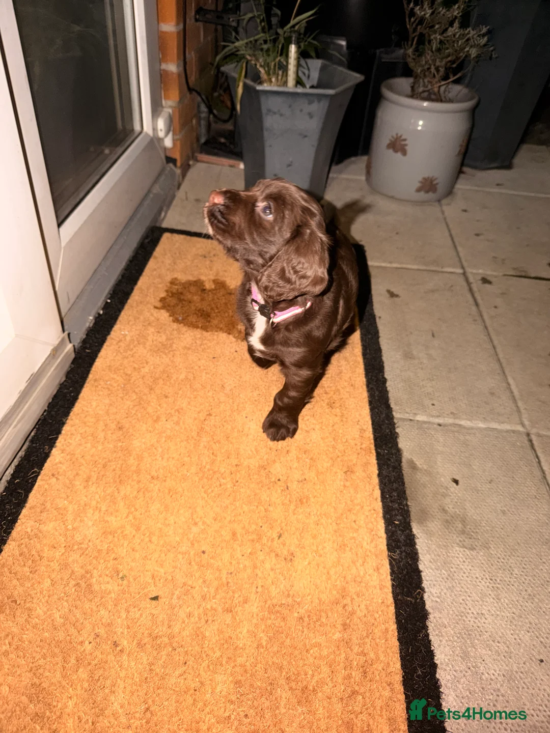 Cocker Spaniel dogs for sale: Cocker spaniel bitches  in Redcar - Advert 8