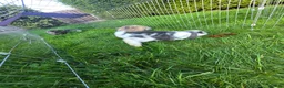 Mini Lop rabbits for sale: Mini lops *3 Girls, 1 Boy* - Advert 5
