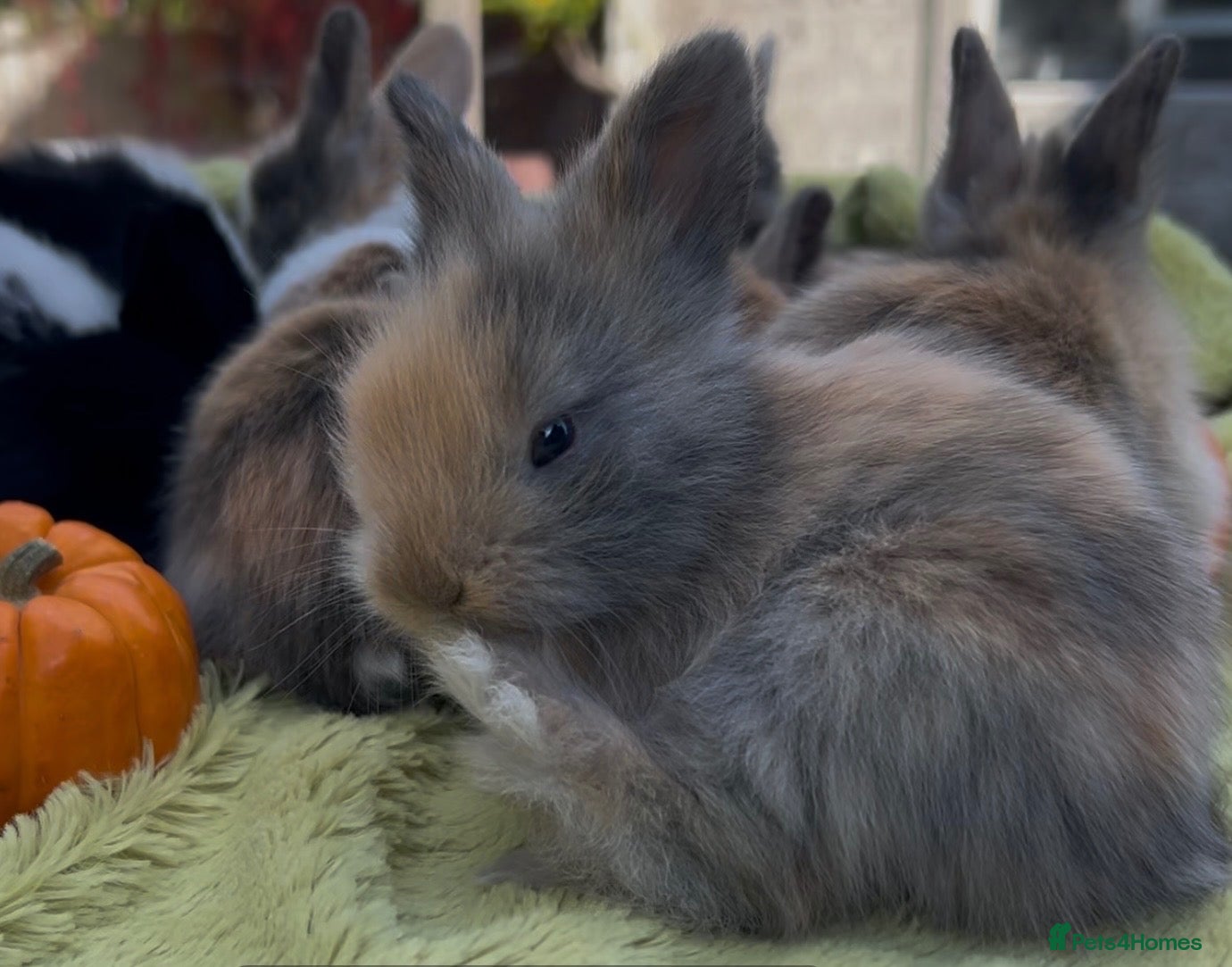 Lionhead rabbits *Two boys ready now* Double-maned Lionhead Rabbits - Advert 6