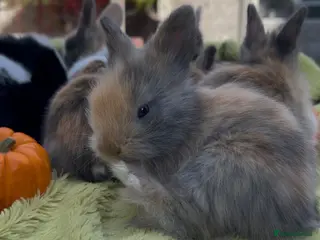 Lionhead rabbits *Two boys ready now* Double-maned Lionhead Rabbits - Advert 6