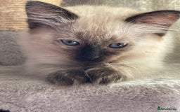 Ragdoll cats for sale: Exquisite 6th Generation PUREBREED Ragdoll Kittens - Image 6