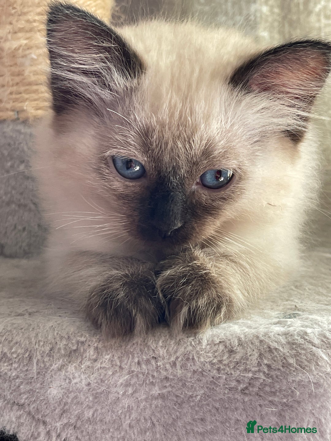 Ragdoll cats for sale: Exquisite 6th Generation PUREBREED Ragdoll Kittens - Image 6
