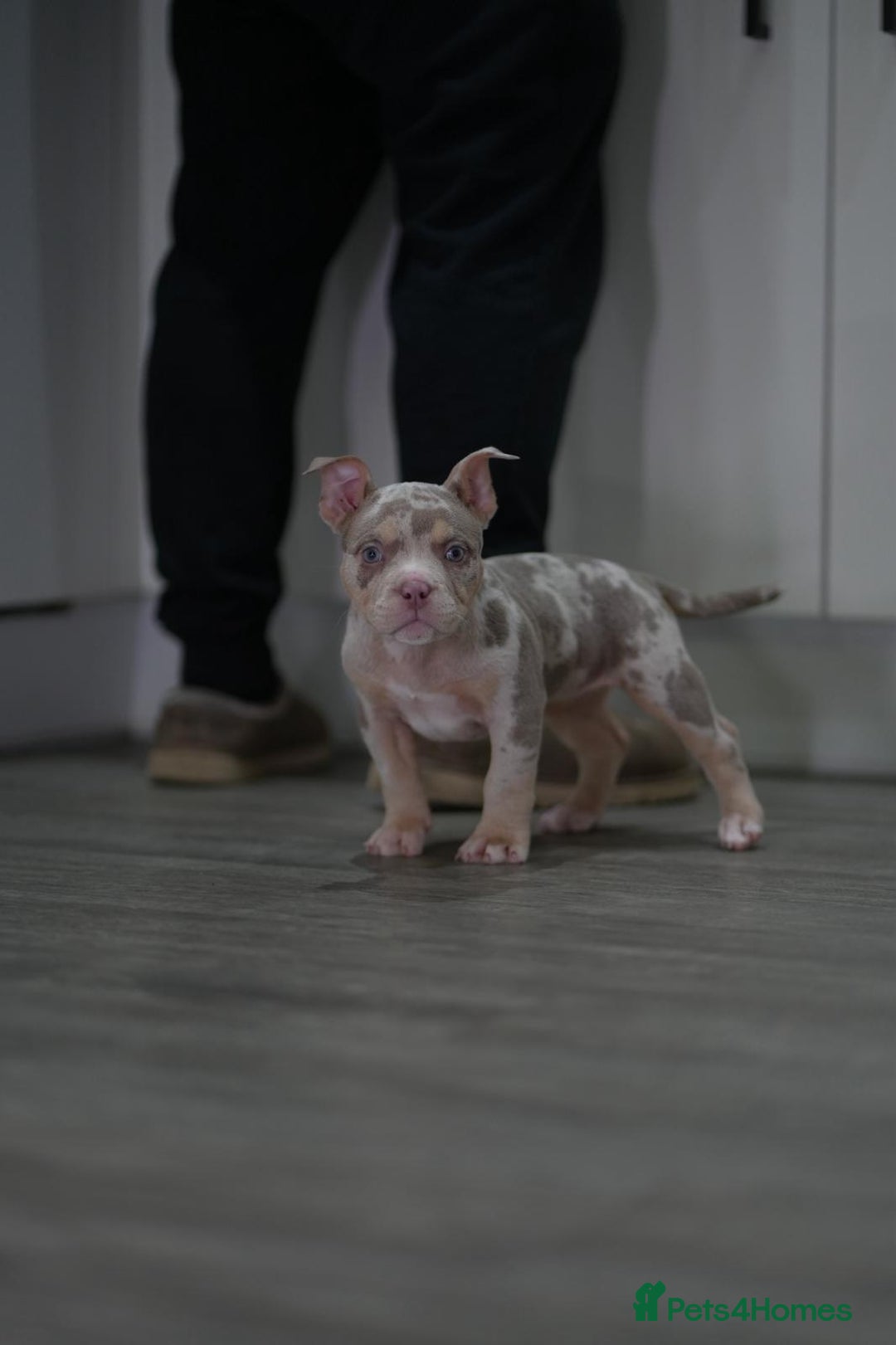 American Bully dogs for sale: Mirco bully- perfect and ready to go.  - Advert 20