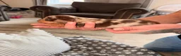 Dachshund dogs for sale: dachshund in Sheerness - Advert 6