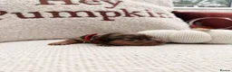 Miniature Dachshund dogs for sale: Long hair miniature daschund puppies for sale in Peterlee - Advert 5