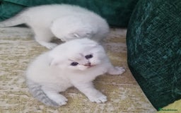 Scottish Fold cats for sale: Scottish Fold Kittens - Image 7