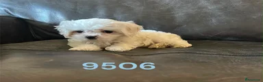 Cavachon 1