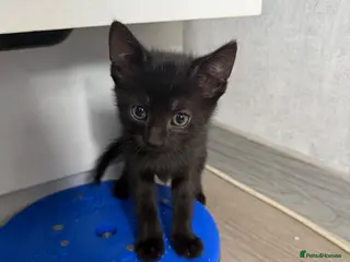 Mixed Breed cats Two brothers - Advert 4