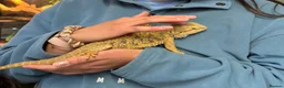 Bearded Dragon reptiles for sale: Bearded Dragon  in Chard - Advert 2