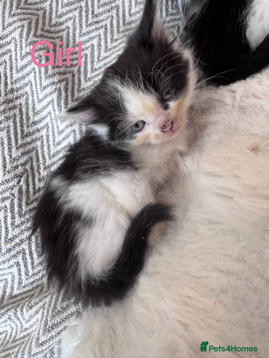 Mixed Breed cats for sale: Mix breed kittens  - Image 10