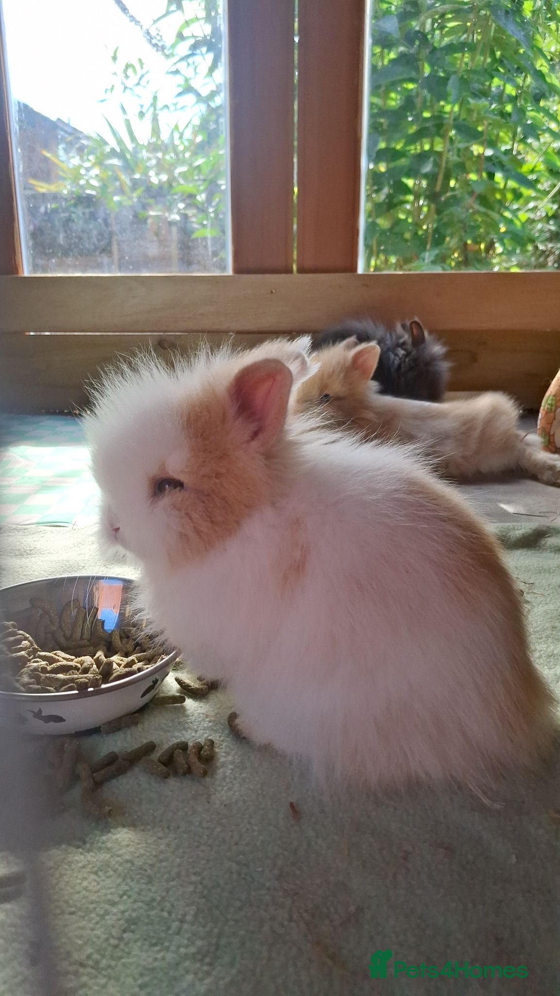 Lionhead rabbits Purebred Lionheads for sale - Advert 21