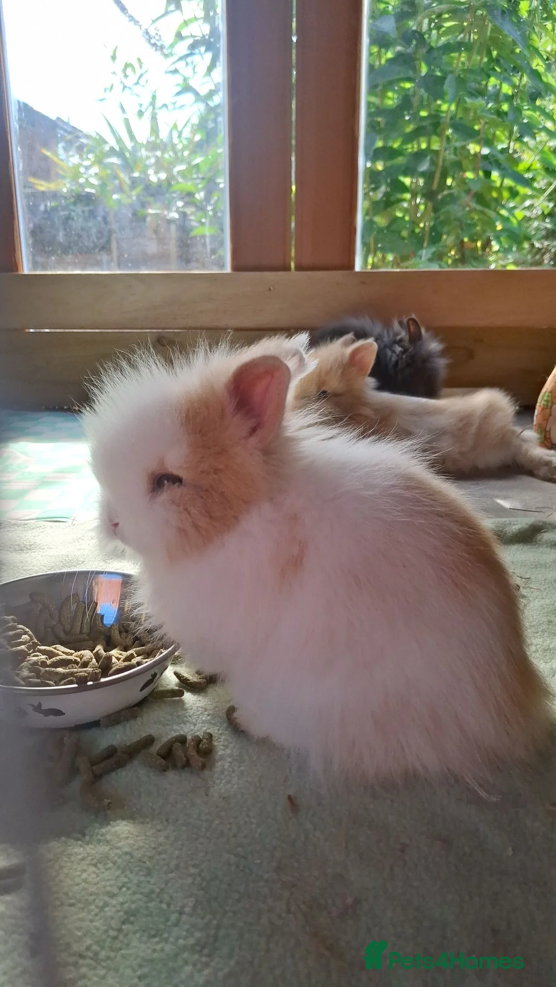 Lionhead rabbits for sale: Purebred Lionheads for sale - Advert 1
