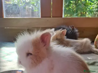 Lionhead rabbits Purebred Lionheads for sale - Advert 1