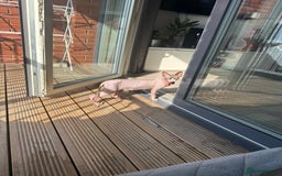 Sphynx cats for sale: Ready 2go today! Male & female half Sphynx kitten  - Image 3