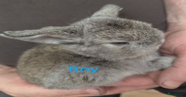 Mini Lop rabbits - Advert 4
