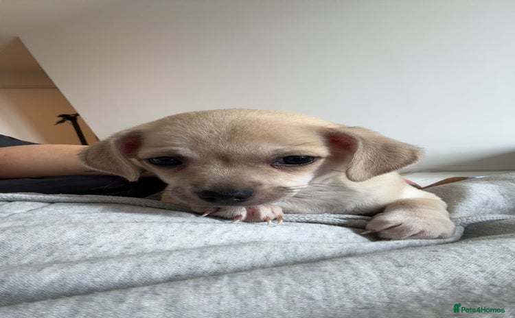Mixed Breed dogs - Advert 5