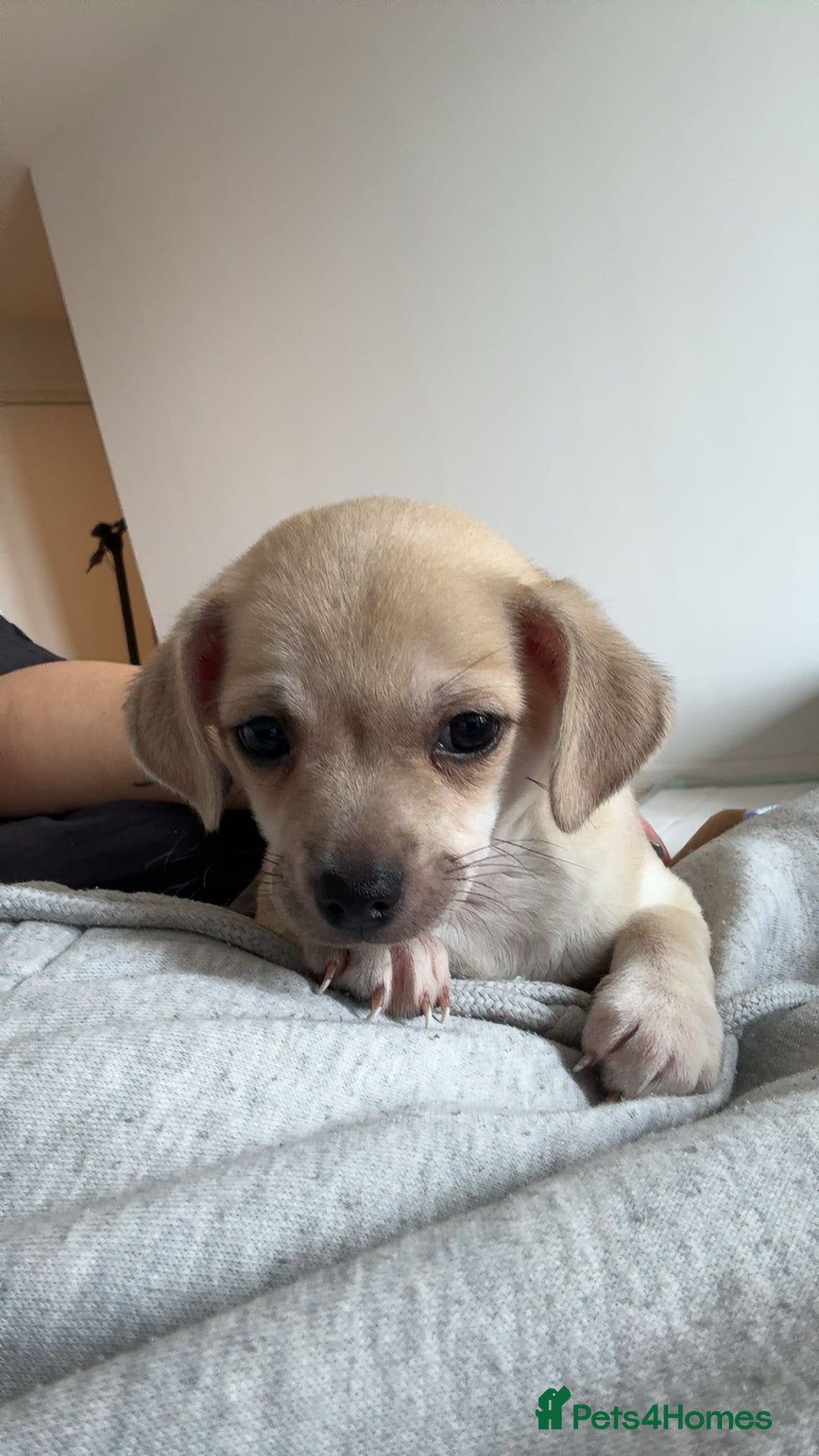 Mixed Breed dogs for sale: Adorable chihuahua cross shih tzu puppy male - Image 1