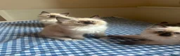Ragdoll cats for sale: GCCF Adorable ragdoll kittens ready to gohome now - Advert 33
