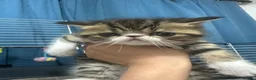 Exotic cats for sale: Cute kittens for sale - Advert 4