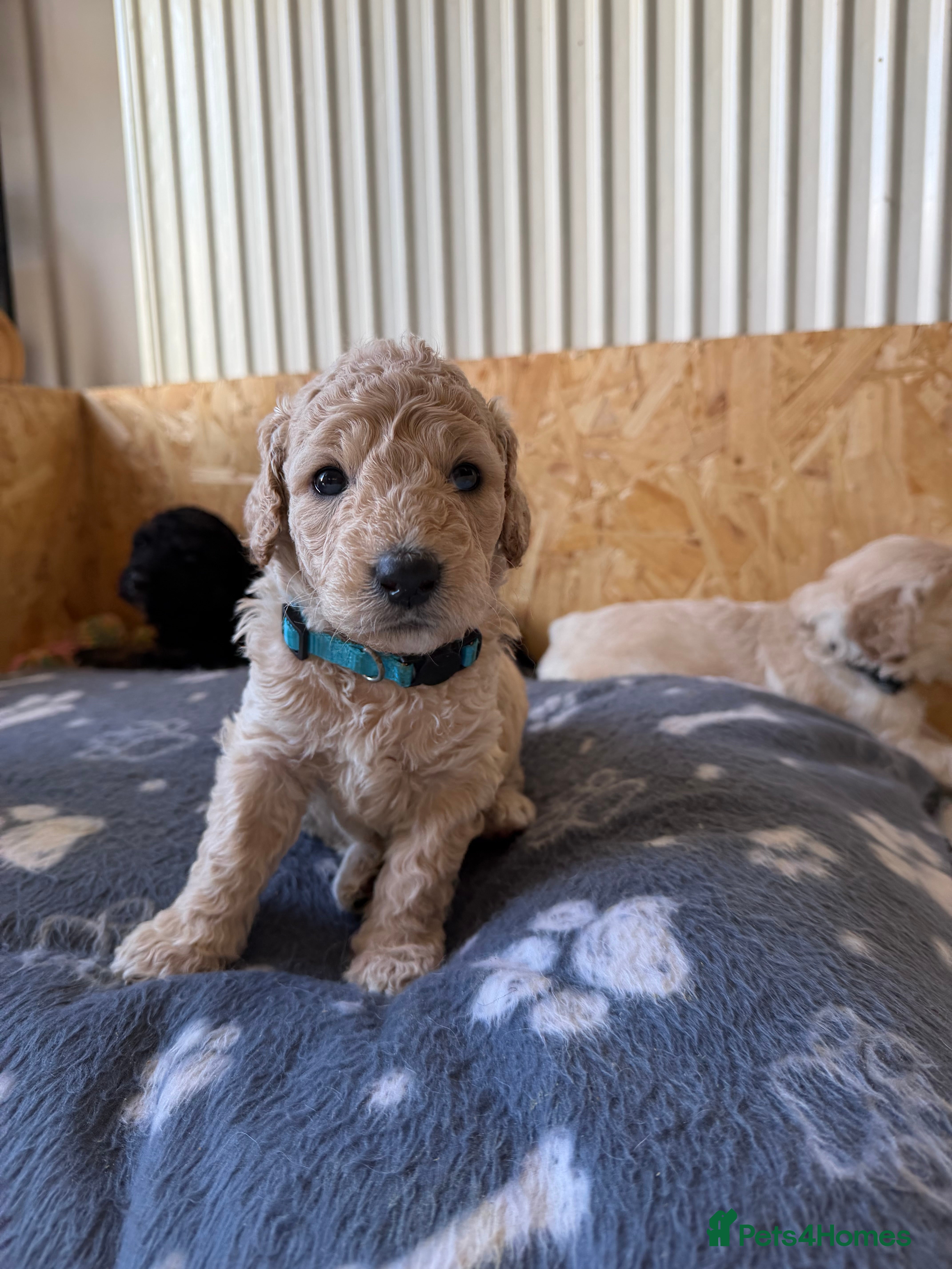 Mini Goldendoodle dogs F1b Mini Goldendoodle Puppies. Ready to Reserve 🤍 - Advert 2
