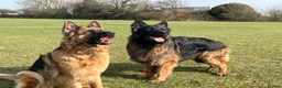 German Shepherd dogs for stud: Hector DNA ,Hips,Elbows perfec.STUD GSD long hair  in Doncaster - Advert 3