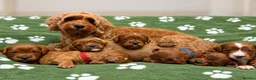 Cavapoo dogs for sale: Beautiful F2 Toy Cavapoo Puppies health tested  in Worcester - Advert 2