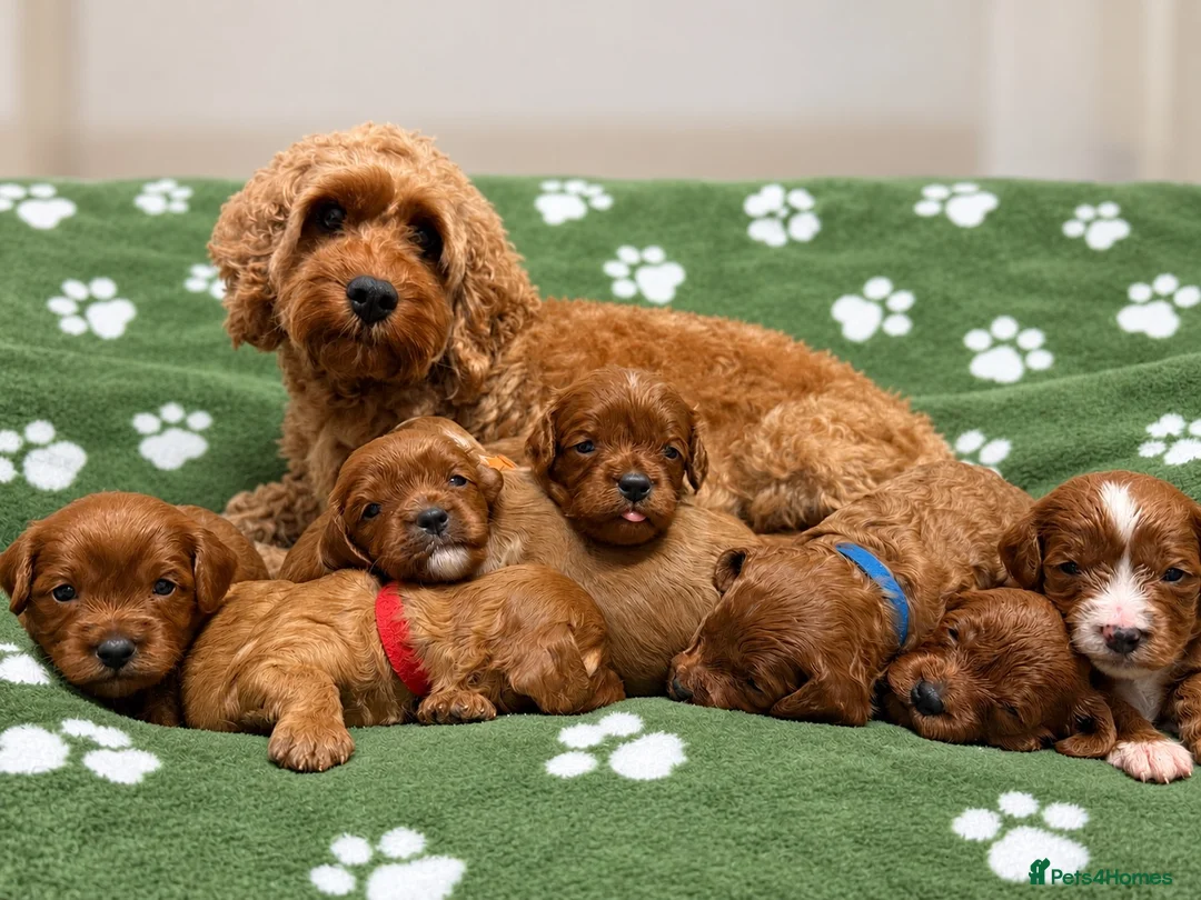 Cavapoo dogs for sale: Beautiful F2 Toy Cavapoo Puppies health tested  in Worcester - Advert 2