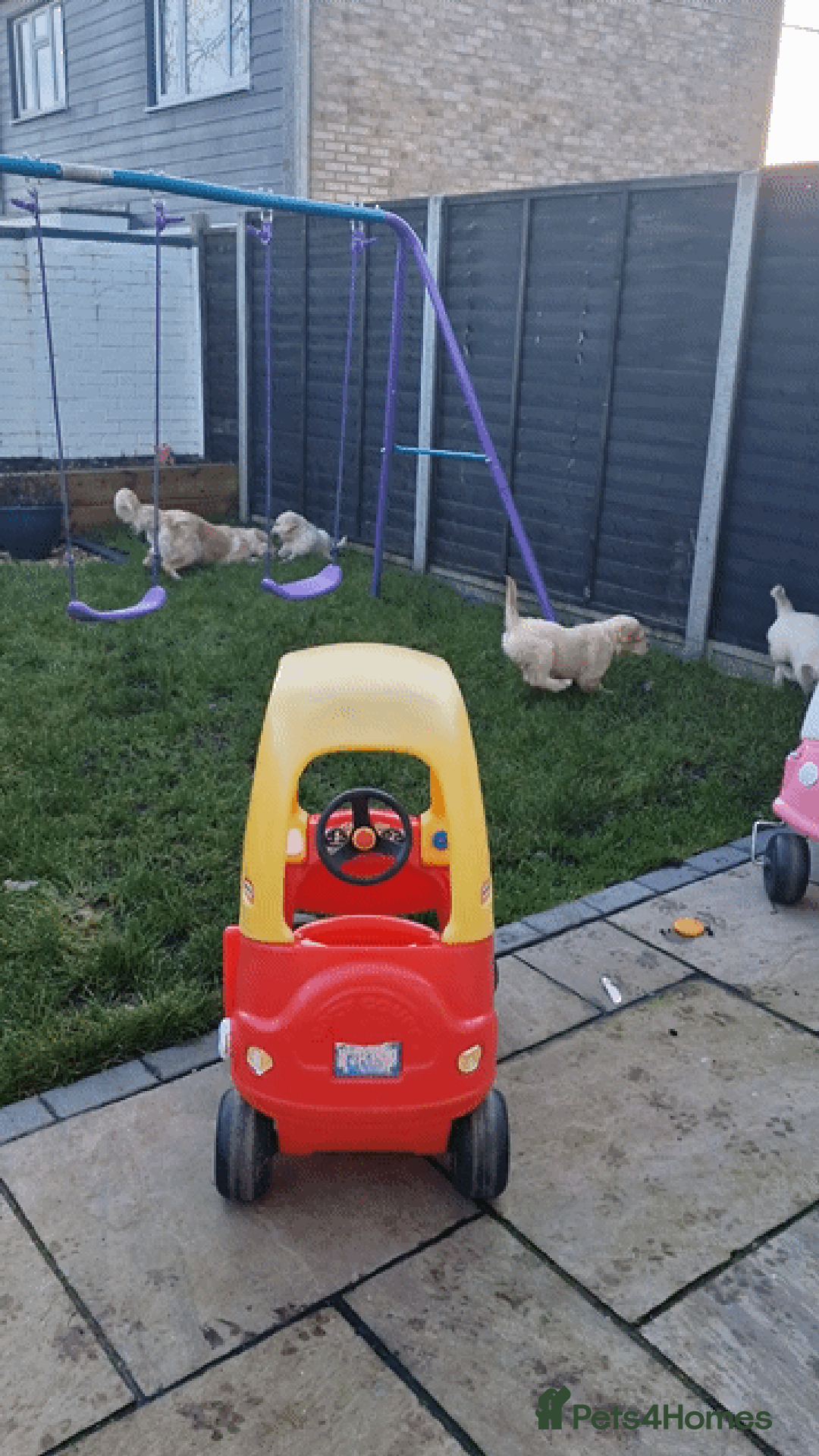 Golden Retriever dogs for sale: KC ADDORABLE CUTE GOLDEN RETRIEVER PUPPIES - Advert 24