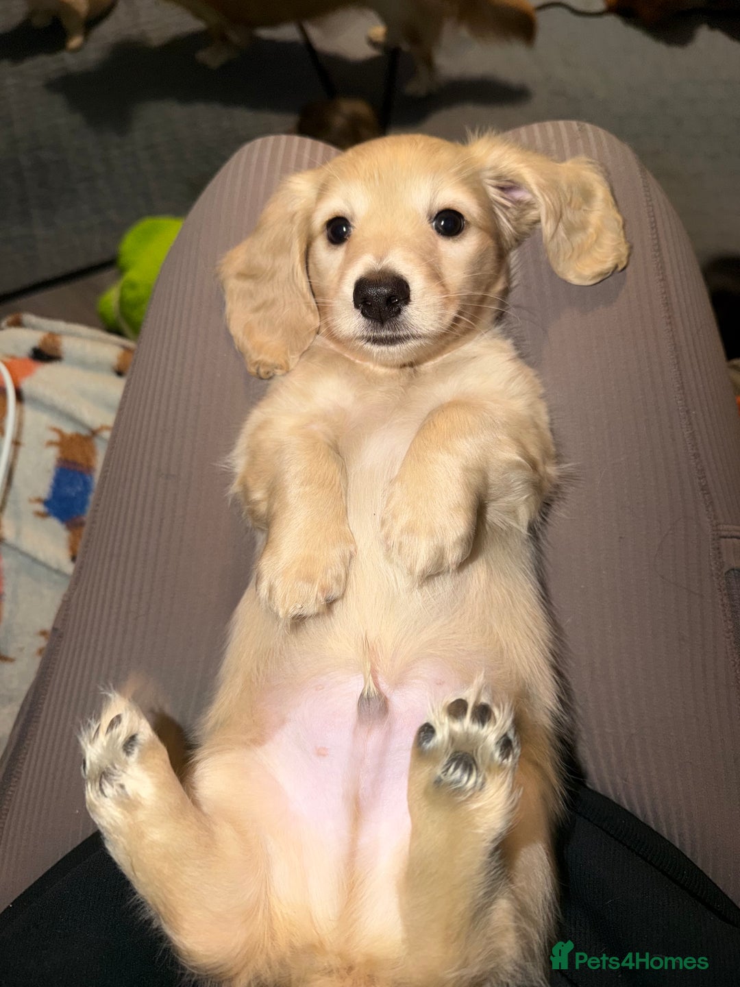 Dachshund dogs for sale: Mini long haired cream/shaded cream girls  - Advert 7