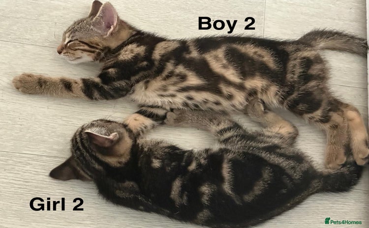 Bengal cats - Advert 9