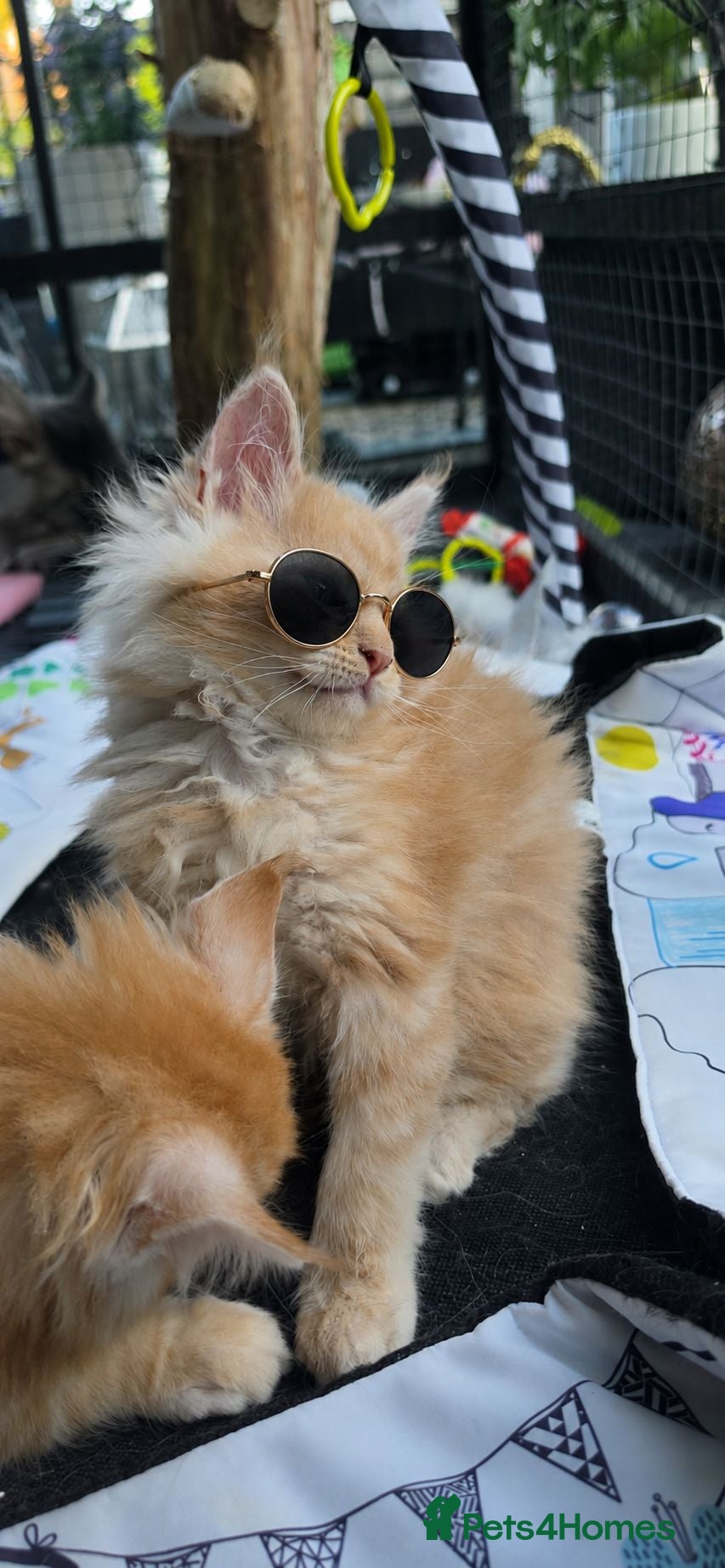 Maine Coon cats Cream maine coon boy 💓  - Advert 5