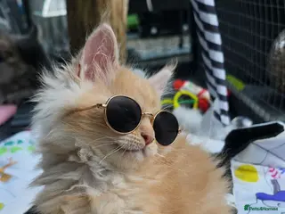 Maine Coon cats Cream maine coon boy 💓 - Advert 5