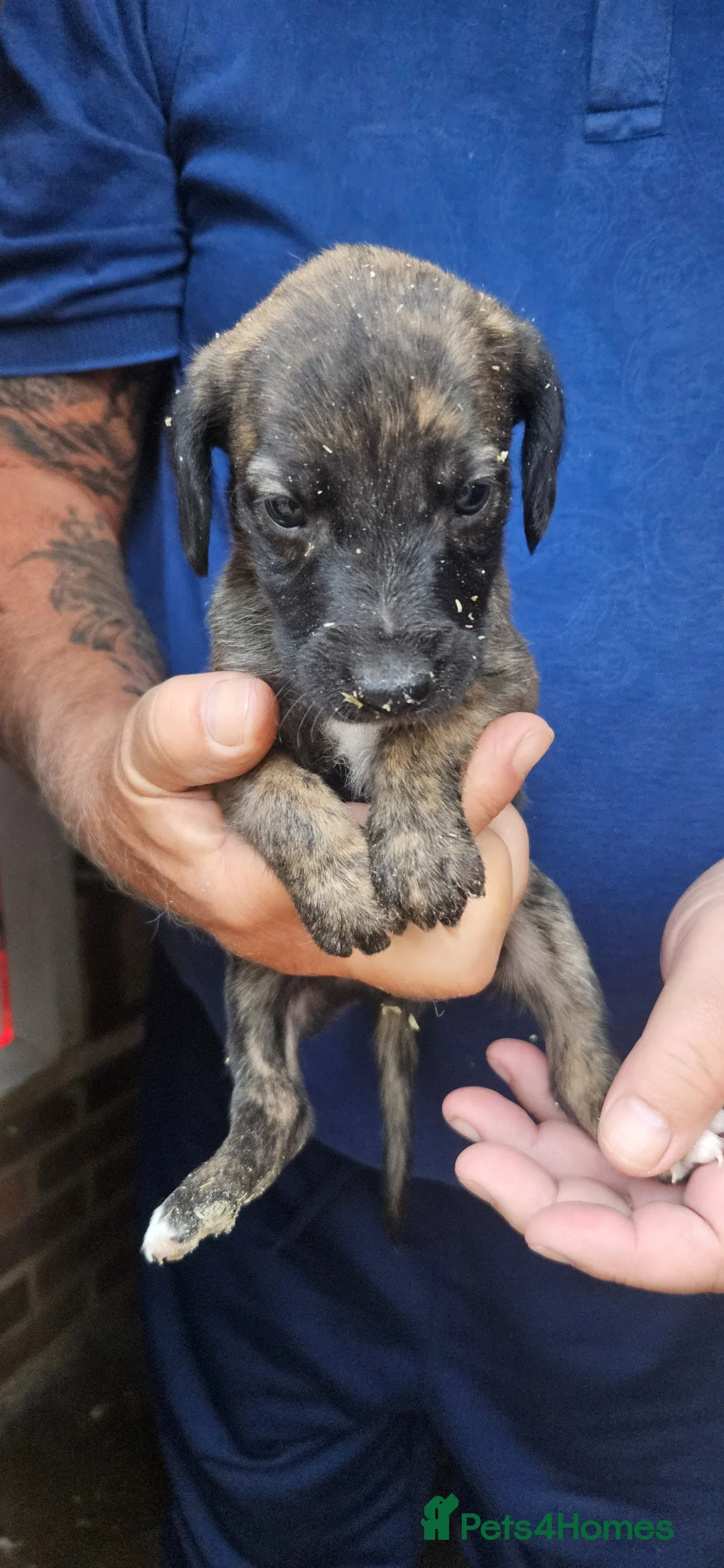 Whippet dogs for sale: Whippet bettinton first cross in Barnsley - Advert 2