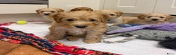 Cockapoo dogs for sale: Bred From Health Tested Parents - Advert 27