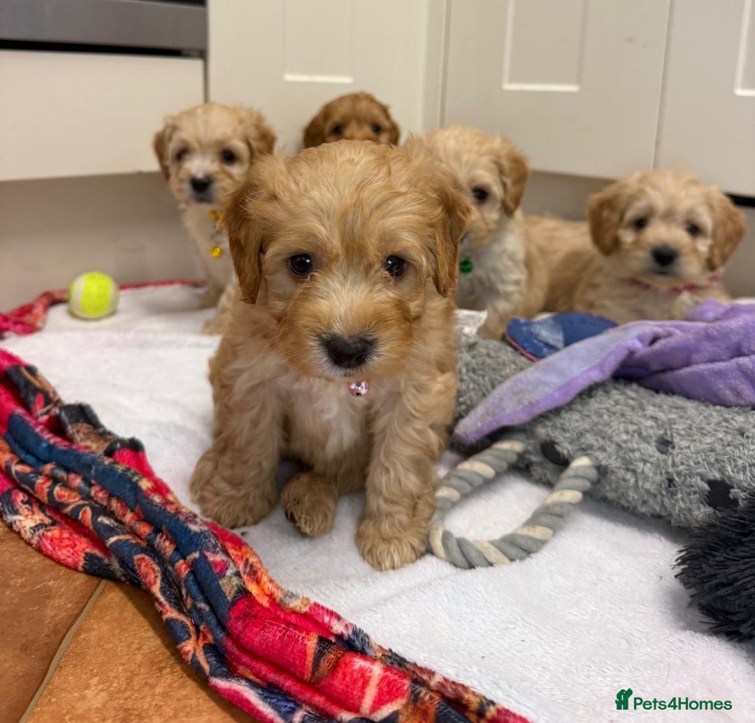 Cockapoo dogs for sale: Bred From Health Tested Parents - Advert 27