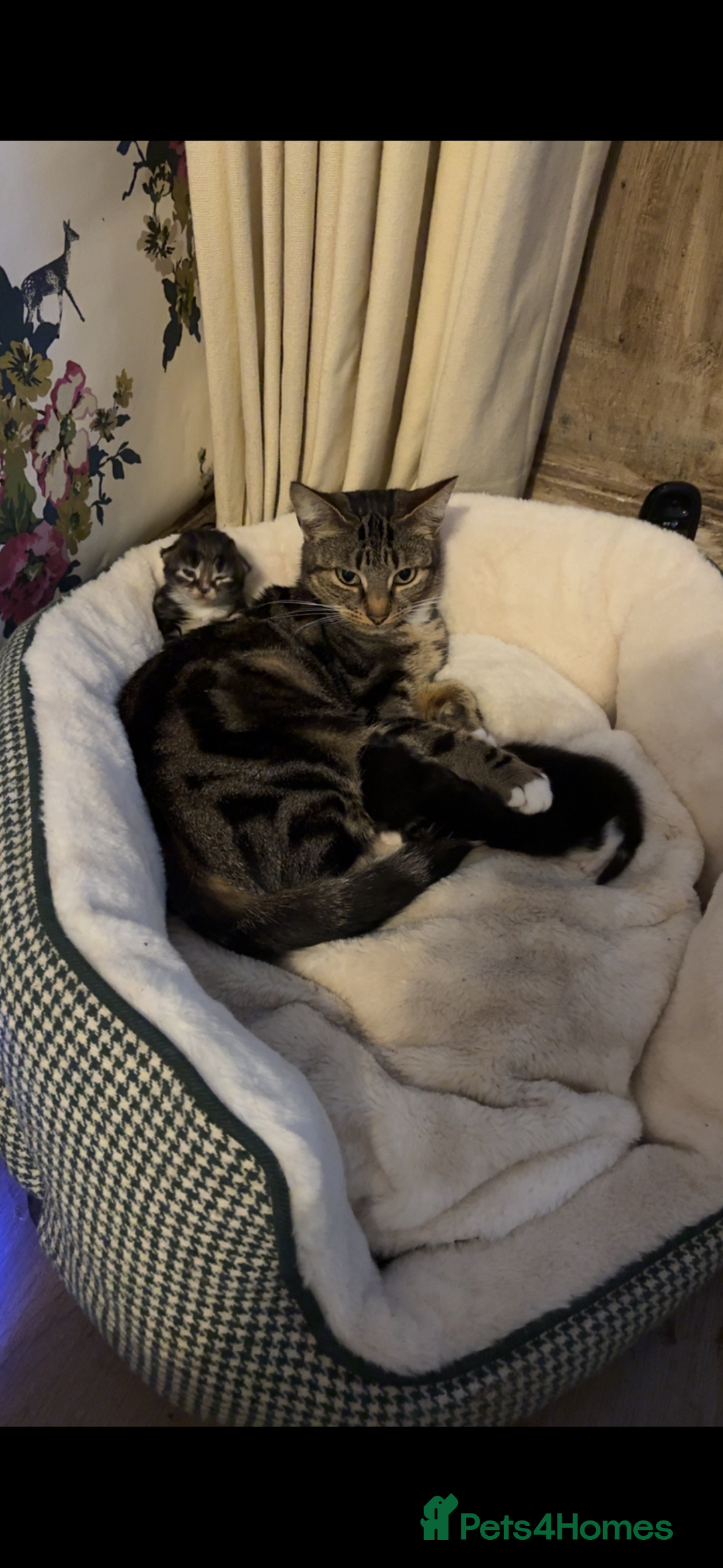 Mixed Breed cats for sale: 7 beautiful kittens mixed colours  - Advert 4