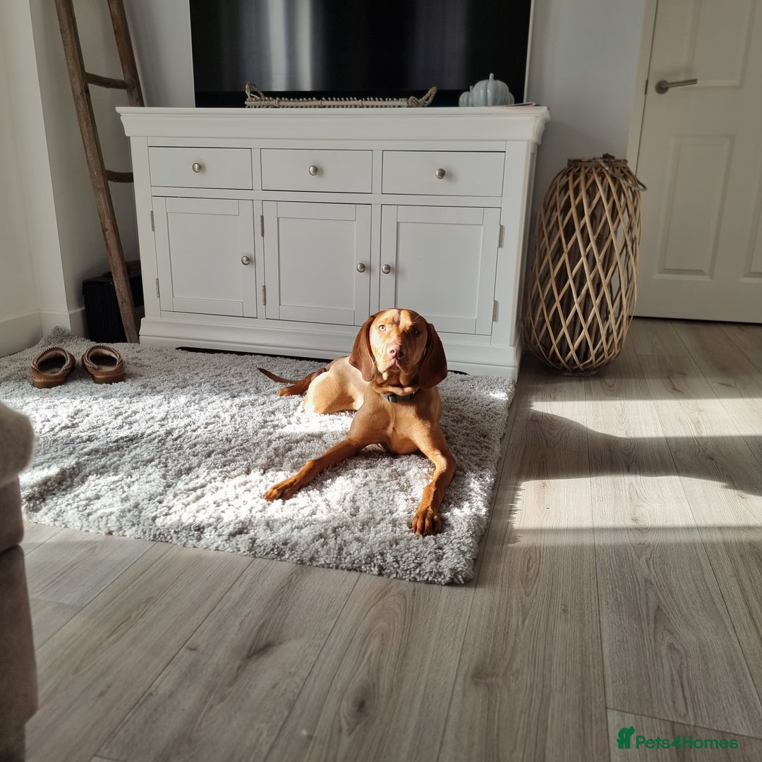 Hungarian Vizsla dogs for sale: Hungarian vizsla  - Advert 7