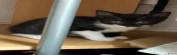 Mixed Breed cats for sale: 6 Fluffy Kitties - Advert 5