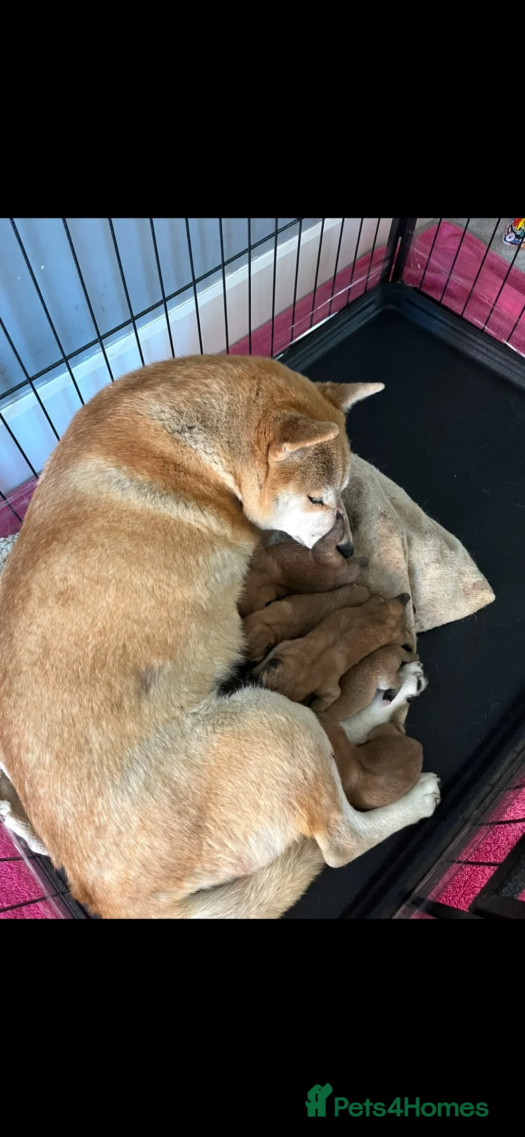 Japanese Shiba Inu dogs for sale: Beautiful Japanese shiba pups.  - Advert 16