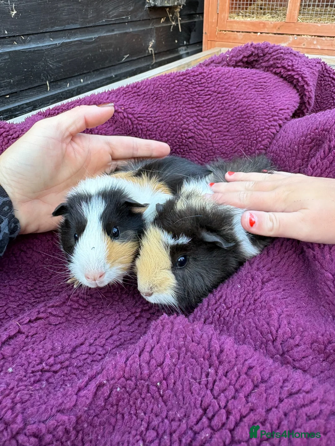 Guinea Pig rodents for sale: Baby guinea pigs, boys £10! - Advert 1