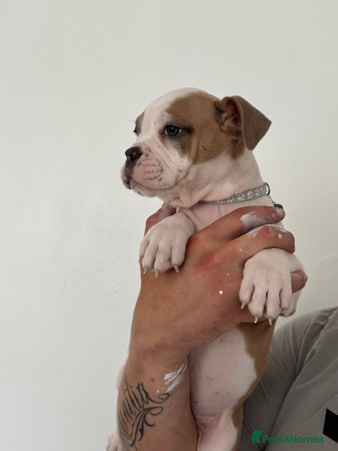 Dorset Olde Tyme Bulldogge dogs for sale: Bulldog puppy - Image 4