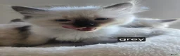 Ragdoll cats for sale: Ragamese ragdoll Siamese kittens  - Advert 9