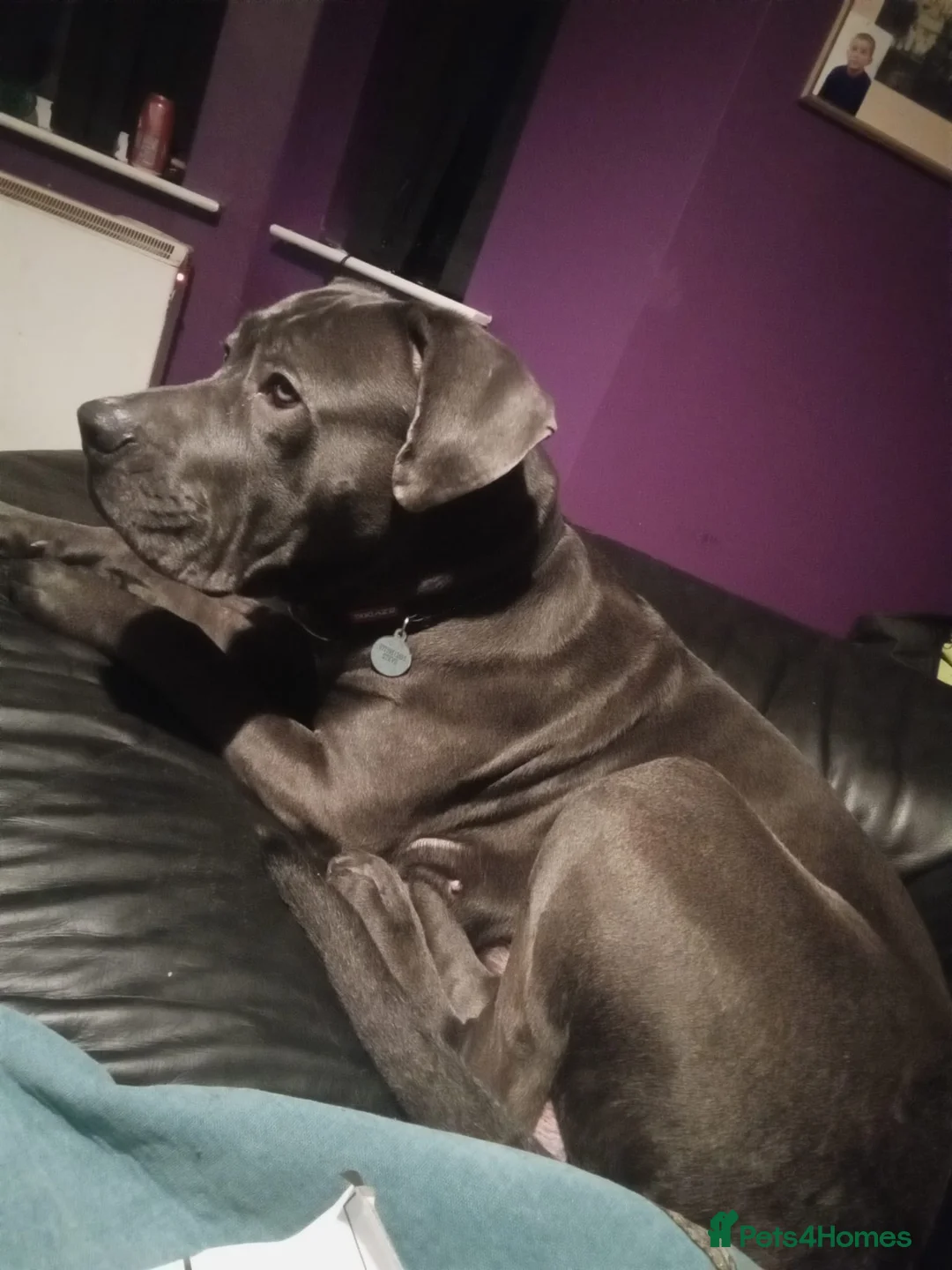 Mixed Breed dogs for sale: Caucasian shepherd cross puppies in Widnes - Advert 3