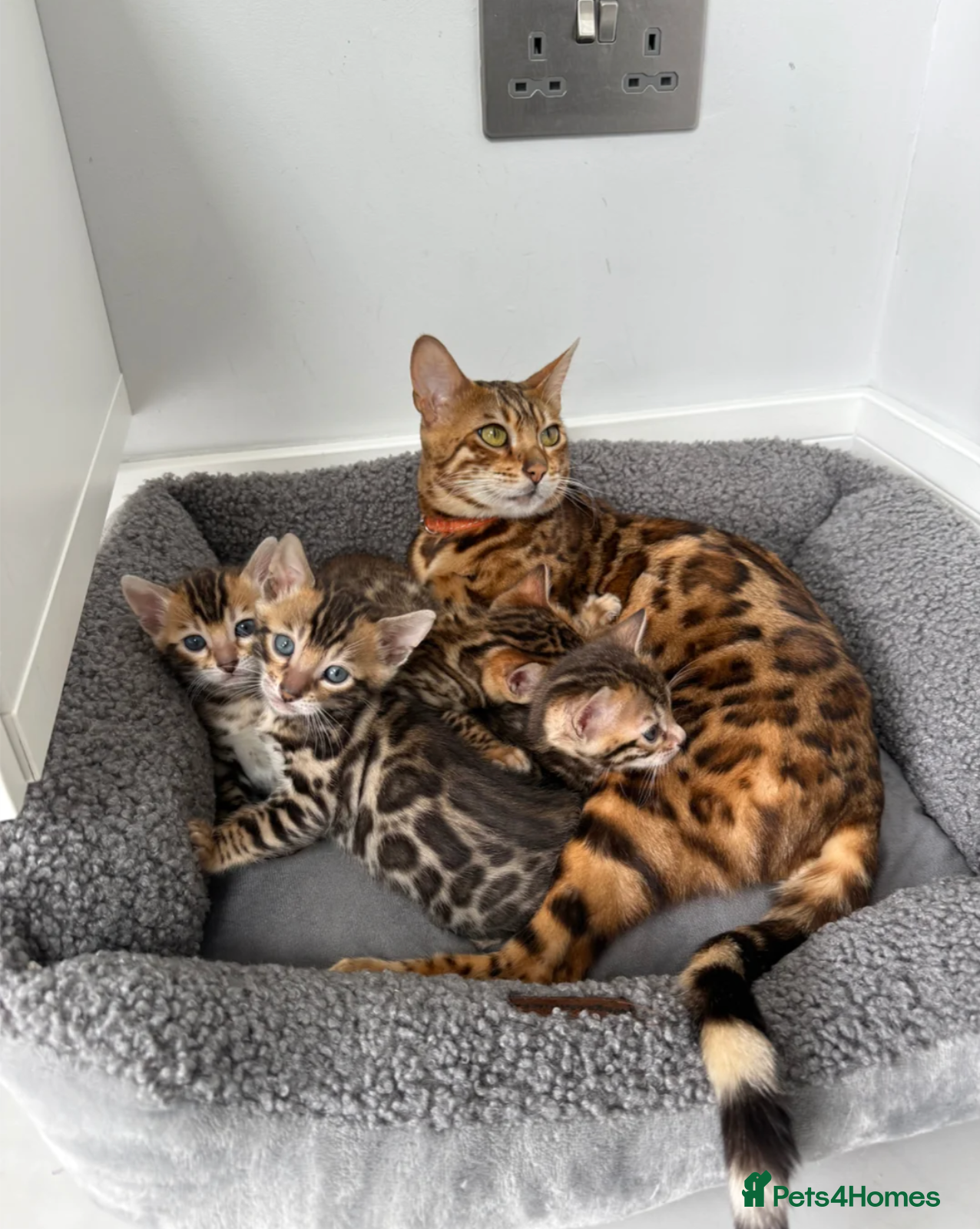 Bengal cats Bengal kitten for resale - Advert 4