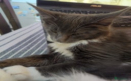Maine Coon cats for sale: Three adorable Main kittens  - Image 13