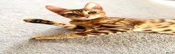 Bengal cats for sale: Cinnamon looking for a new home  - Advert 4